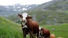Dans le Tyrol autrichien, la police traque des voleurs de cloches de vache