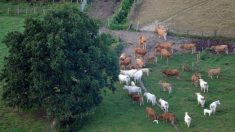 Jura : plus de 20 vaches mortes percutées par un TGV