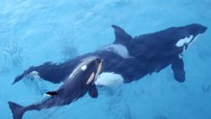 Russie: libération des derniers orques entassés dans des bassins