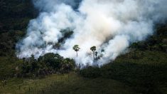 Incendies en Amazonie: Bolsonaro sous pression internationale, manifestations vendredi
