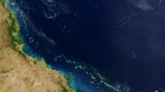 Australie: les perspectives désormais « très mauvaises » pour la Grande Barrière