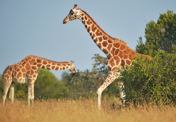-Le commerce de peau, de cornes, de sabots et d'os de girafes constitue une menace pour la survie de l'espèce. la CITES a introduit cette année la girafe dans son annexe II, qui soumet le commerce international à des permis. Photo TONY KARUMBA / AFP / Getty Images.