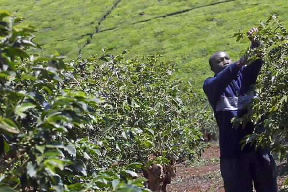 -Un producteur de café élague un caféier dans une plantation de Kiambu, dans le centre du Kenya. L'arme secrète de ce cultivateur kényan de 67 ans se cache sous terre. Photo TONY KARUMBA / AFP / Getty Images.