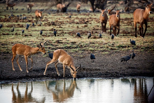 -Illustration-Une photo montre des antilopes buvant dans un étang dans une réserve nationale d’Afrique. Photo ASHRAF SHAZLY / AFP / Getty Images.