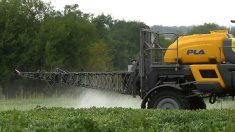 Gironde : une autre maire prend un arrêté anti-pesticides