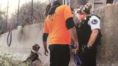 Arrestations dans le milieu cruel des combats de chiens à Marseille