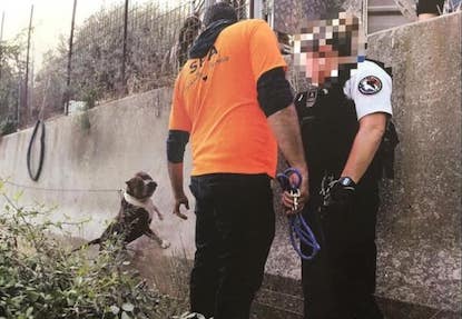 Combats de chiens. Sur les lieux, six chiens, dont cinq pitbulls, ont été saisis par les policiers. (Photo Facebook/ La ligue Des Animaux).