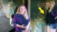 Une maman enceinte prend un selfie avec un tigre, regardez le moment où il voit son ventre maternel proéminent