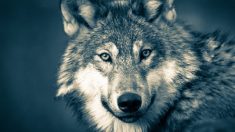 «Comme dans un film d’horreur» : un grand loup attaque une famille dans sa tente