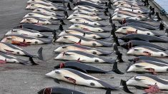 Îles Féroé : une pêche énorme de plus de 1400 dauphins fait vaciller la tradition