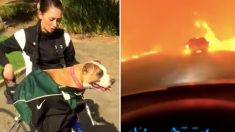 Une femme traverse à vélo un feu de forêt déchaîné pour sauver son chien de 32kg: il restait si sagement accroché!