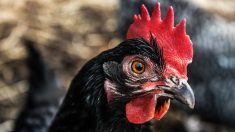 Pays basque : il arrache la tête d’un coq encore vivant avec ses dents