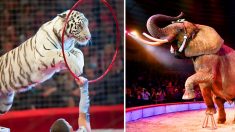 Le Royaume Uni bannit l’exploitation d’animaux sauvages dans les cirques itinérants