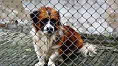 Il s’infiltre dans un abattoir et sauve 1000 chiens qui devaient être mangés au festival de viande canine de Yulin