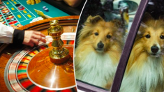 Une femme a joué pendant 10 heures au casino, enfermant 3 chiens dans une voiture au soleil, leur infligeant une «séance de torture»