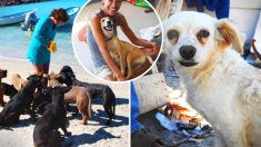 Des vacanciers rencontrent une meute de chiens de rue sur une plage et décident de leur offrir un foyer