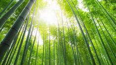 Un homme en dépression qui luttait pour continuer à vivre trouve la réponse dans une forêt de bambous