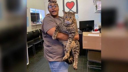 Un énorme chat de 11,80 kg devient une vedette après qu’un refuge pour animaux a dit qu’il avait besoin d’une maison
