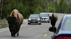 Regardez : une famille traverse le parc Yellowstone en voiture et se fait prendre dans une cavalcade de bisons