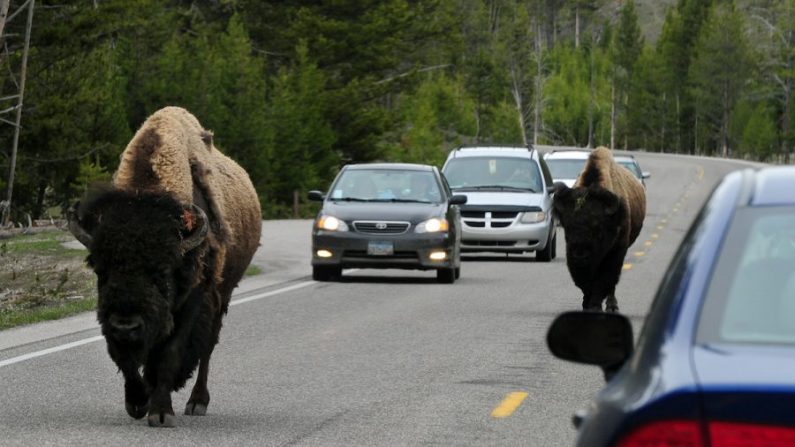 Des bisons d’Amérique du Nord se joignent à la navette matinale sur la route 89 du parc national Yellowstone, au Wyoming, le 1er juin 2011. (Mark Ralston/AFP/Getty Images)