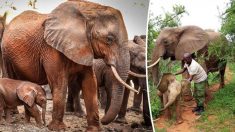 Une mère éléphante orpheline amène ses bébés en visite surprise pour rencontrer la famille humaine qui l’avait sauvée