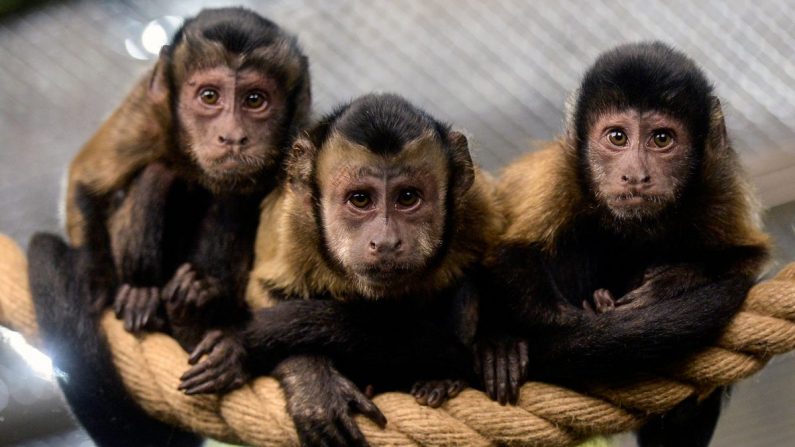 Des singes capucins bruns dans un zoo. (OLGA MALTSEVA/AFP/Getty Images)
