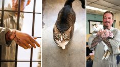 Des chats maltraités trouvent un foyer en prison dans le cadre d’un programme qui aide les détenus à apprendre à montrer de l’affection
