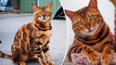 Un chat domestique hybride, ayant des rayures de tigre et des taches de léopard, émerveille les internautes