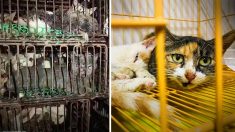 Des bénévoles de la Société protectrice des animaux sauvent plus de 600 chats volés pour la fabrication de saucisses en Chine