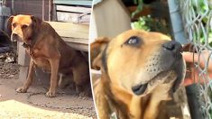 Ce chien a vécu enchaîné dans une cour pendant plus de 10 ans, jusqu’à ce qu’un inconnu le libère