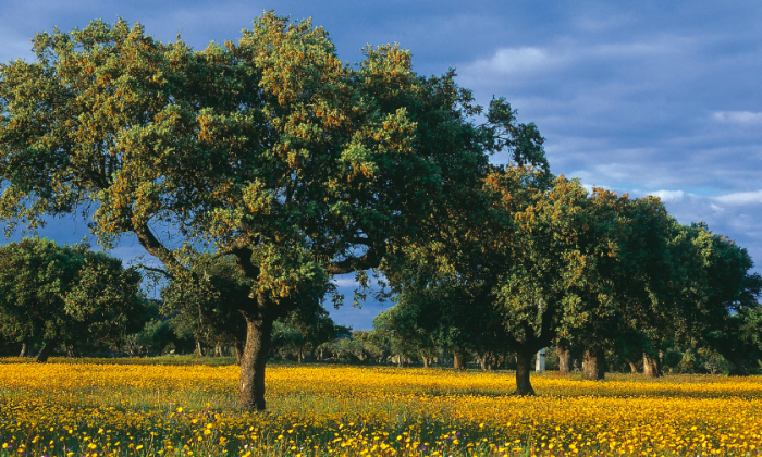 Chênes-lièges (Turismo Alentejo)