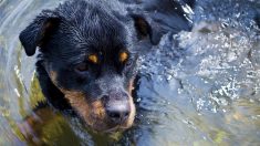 Alsace : il se noie en voulant sauver son chien qui venait de tomber à l’eau