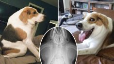 Un chien de chasse né avec une demi-colonne vertébrale et sans cou est « le chien le plus heureux » depuis qu’il a été adopté
