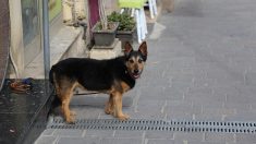 Bouches-du-Rhône : il fait semblant d’abandonner son chien au bord de la route et filme la scène pour voir qui s’arrête