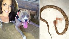 Un pitbull héroïque se fait mordre par un serpent venimeux pour protéger sa propriétaire sur le point d’être attaquée