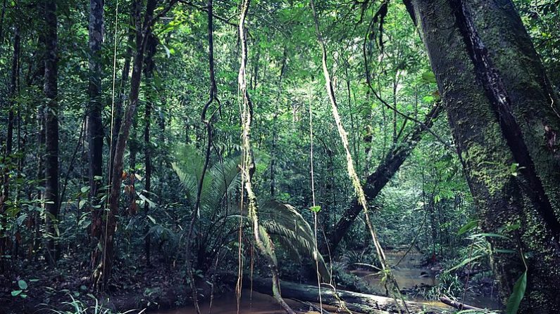 Forêt amazonienne en Guyane (Wikimedia Comons)