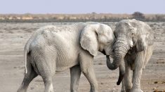Espèces menacées : un pas vers l’interdiction de la vente d’éléphants sauvages à des zoos
