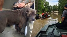 Une chienne en train de se noyer est sauvée au dernier moment lors des inondations en Louisiane