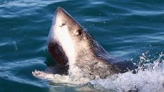 Un requin de 1m80 attaque son maître, le pitbull de 1 an se précipite héroïquement pour le sauver
