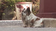 Cette chienne ignore que son propriétaire l’a abandonnée, cela fait 10 ans qu’elle attend son retour