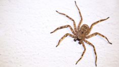Un homme filme une araignée sur son mur et se rend compte que son appartement en est infesté