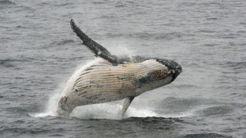Une baleine à bosse saute hors de l'eau dans l'ouest de la péninsule Antarctique, le 5 mars 2016. (EITAN ABRAMOVICH/AFP/Getty Images)
