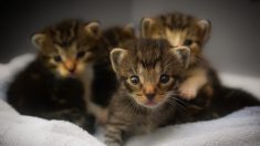 Jarnac : 5 chatons retrouvés dans un container à verre