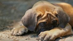 Un chien a failli mourir de tristesse après la mort de son propriétaire – Son cœur guérit juste à temps