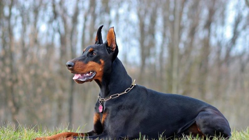 Un Doberman (Photo d'illustration, Yama Zsuzsanna Márkus/Pixabay)