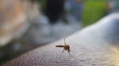Un moustique pique un enfant de 7 ans et lui transmet un virus qui cause une inflammation du cerveau et des convulsions