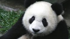Belgique : naissance rarissime de jumeaux pandas géants