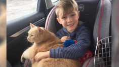 Une maman demande à son fils d’adopter n’importe quel animal du refuge, alors il choisit un énorme chat roux âgé