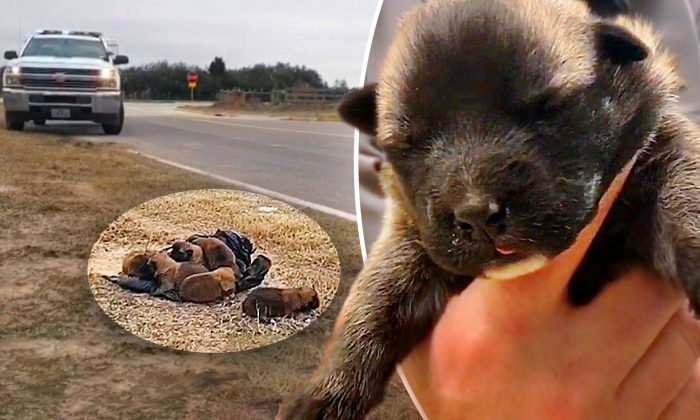 (Facebook Video capture d'écran | Harris County Animal Shelter)