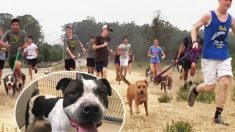 Une équipe collégienne de cross-country accueille des chiens de course pour qu’ils fassent de l’exercice pendant l’entraînement